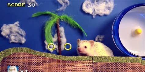 Sonic The Hedgehog In Real Life Is Much Cuter Huffpost Uk