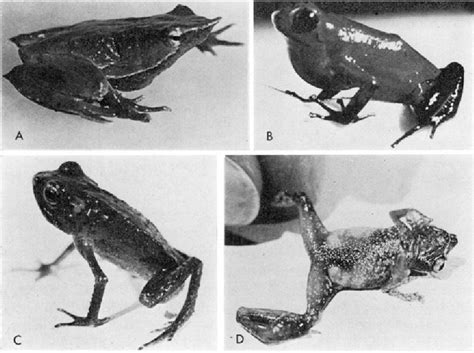 figure 2 from how many times has terrestrial breeding evolved in anuran amphibians semantic