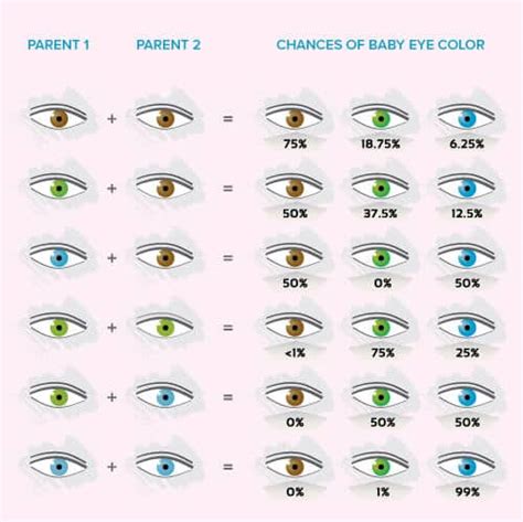 Analyzing Eye Color Genetics Chart And What You Need To Know Best