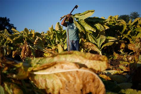 Vaping Puts A Choke Hold On The Last Of America S Tobacco Farms Bloomberg