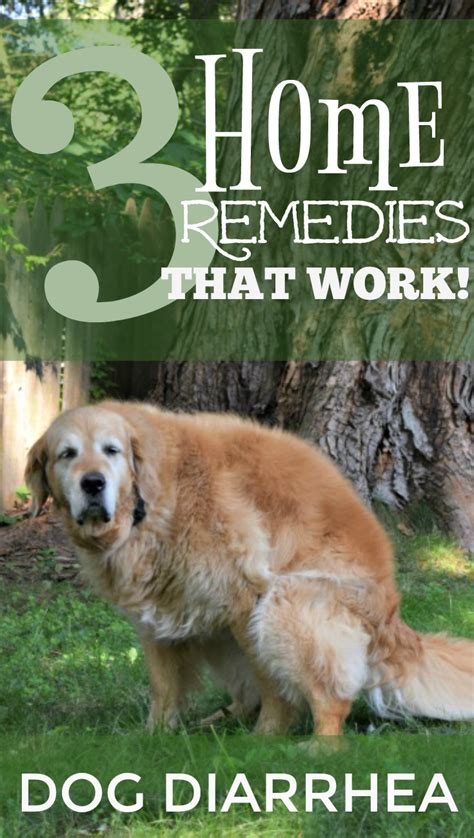 What To Do When Your Dog Has Diarrhea 3 Simple Home Remedies With