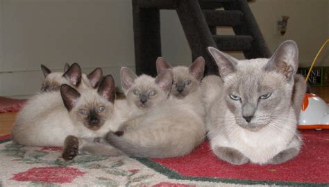 Siamese Cat Information The Good Bad And The Ugly Siamese Cats