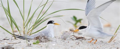 All About Chicks Born On Our Beaches Audubon New York
