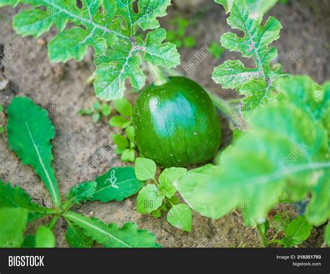 Spoiled Watermelon On Image And Photo Free Trial Bigstock