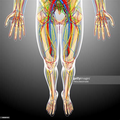 Lower Body Anatomy Artwork High Res Vector Graphic Getty Images
