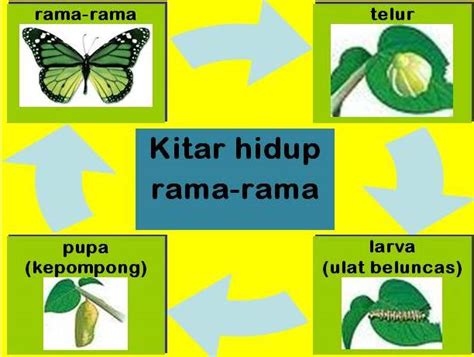 Dokumen standard kurikulum2.3 memahami tumbesaran haiwan2.3.2 mengenal pasti perubahan yang berlaku pada haiwan sejak dilahirkan iaitu membesar dari segi perubahan rupa dan pertambahan saiz.dokumen standard. Dunia Sains Untuk Kita Semua: Alkisah : Riwayat hidup sang ...