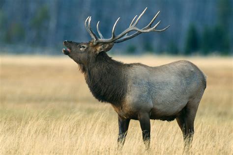Yellowstone Warns Visitors Of Aggressive Bull Elks At The Start Of
