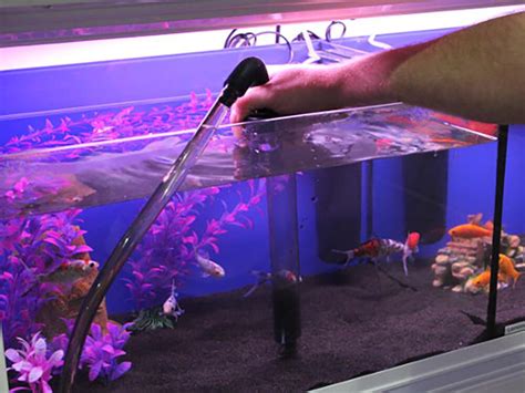 How To Clean Your Fish Tank Help Guides