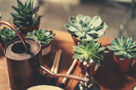 How often should cacti be watered? How Often Should you Water Succulents and Cacti ...