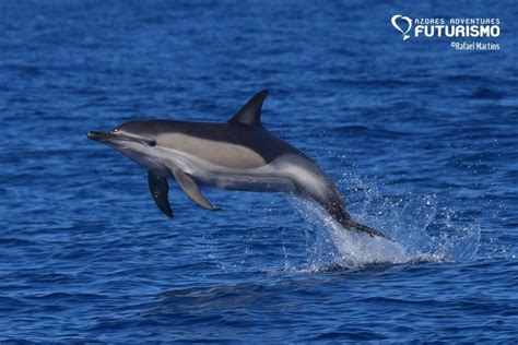 How Do Dolphins Sleep And Breathe Azores Whales