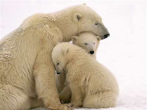 11 Of Natures Greatest Animal Mothers