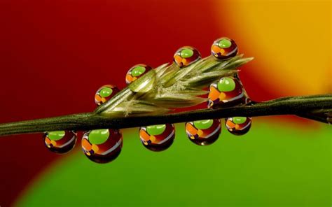 Water Drops Nature Plants Grass Reflection Wallpapers Hd Desktop