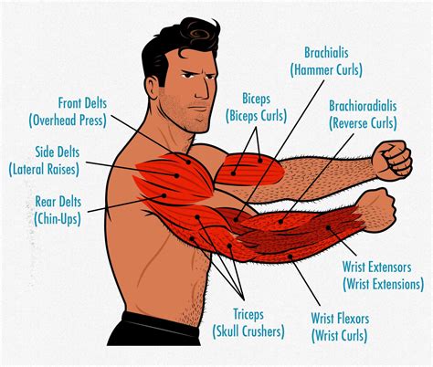 Muscle Surface Anatony Arm Muscle Anatomy Anatomy Bac Vrogue Co