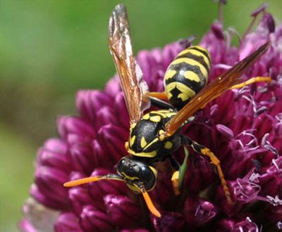 True to their name, european hornets are large (up to 1.5) and brown with yellow markings. All About Yellow Jackets, Bees, Wasps & Hornets | Gardener's Supply