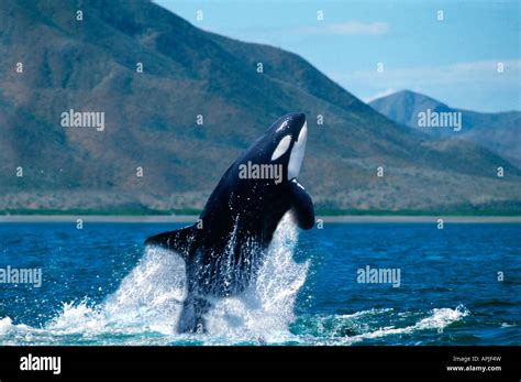 Endangered Species Canada British Columbia Orca Of Killer Whale Rising