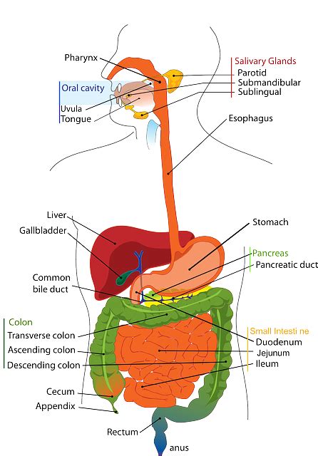 Digestive System Human · Free vector graphic on Pixabay