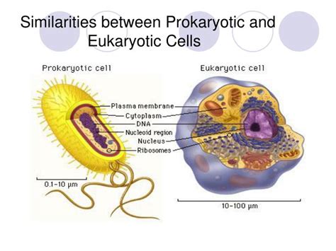 What is the difference between eukaryotic and prokaryotic cells? PPT - Spontaneous Generation PowerPoint Presentation - ID ...
