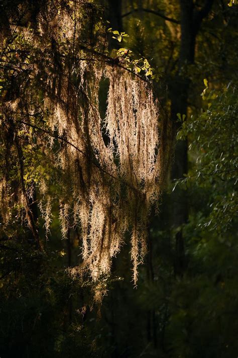 Roland cooper state park, camden alabama. Roland Cooper State Park: Amazing park for fishing and ...
