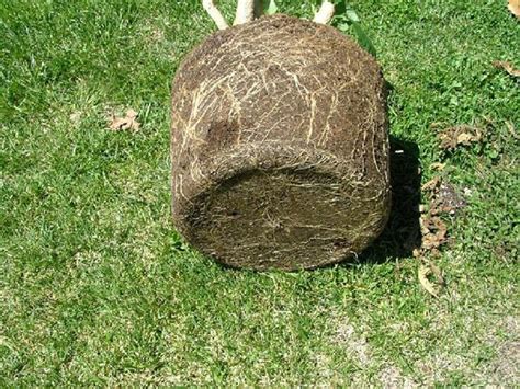 Place the spade shovel 6 inches closer to the main trunk to create the planned root ball. Root Pruning - Brugmansia Growers International