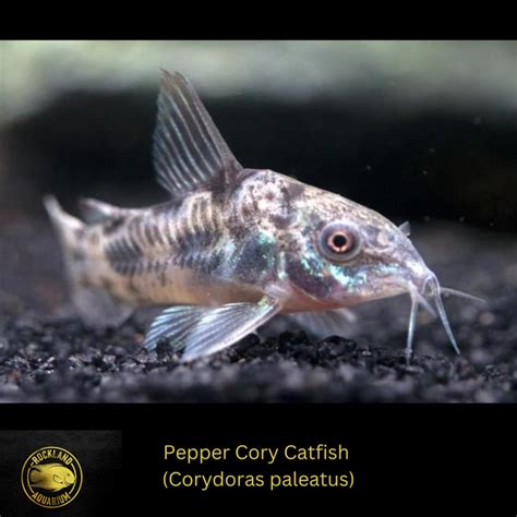 Corydoras Paleatus Pepper Cory Catfish Live Fish 75 1