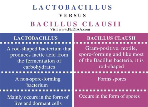 What Is The Difference Between Lactobacillus And Bacillus Clausii