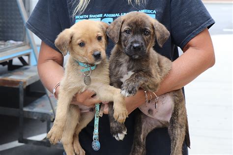 Grants For Animal Rescue : Animal rescue means personal sacrifices for
