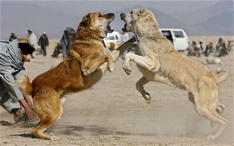 Originally the breed served people of sivas, where the kangal continues to be a popular dog breed in turkey. Kangal Dog Info, Varieties, Care, Training, Pictures
