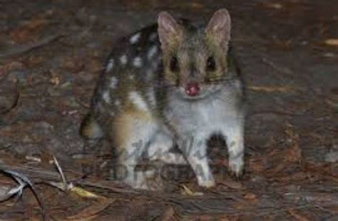 Quoll Marsupial High Res Stock Photos Cats Eastern Picture