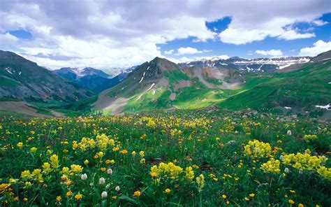 Flower Field In The Mountains Hd Wallpaper Background Image