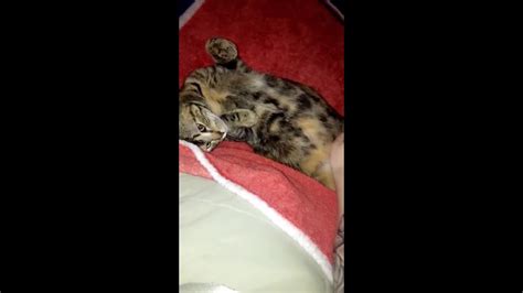 Pregnant Cat At 9 Weeks Youtube