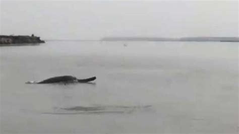 Mekong, ayeyarwardy di myanmar dan mahakam di pulau kalimantan, indonesia. Ikan Lumba-lumba Terlihat Berenang di Sungai Gangga India ...
