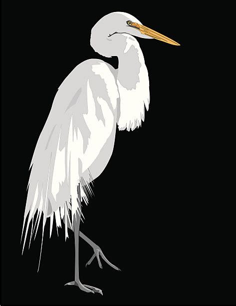 Royalty Free Great Egret Clip Art Vector Images And Illustrations Istock