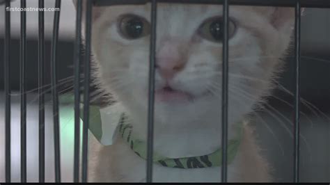 Don't miss what's happening in your neighborhood. Jacksonville Humane Society offering free pet adoptions ...