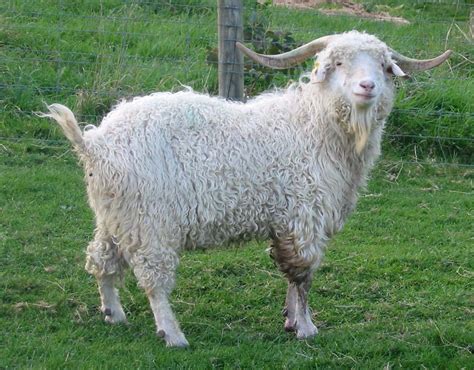 Angora Livestockpedia