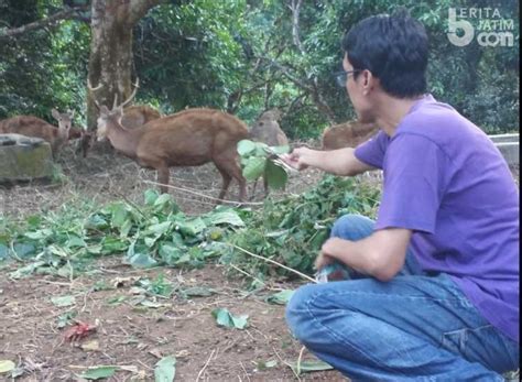 Melihat Penangkaran Rusa Bawean, Dulu Diburu Warga Kini Malah