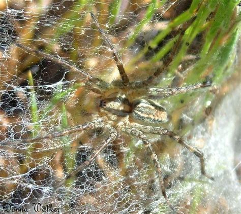 Grass Spiders Funnel Weavers