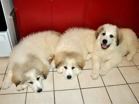 Does A Great Pyrenees Need A Dog House