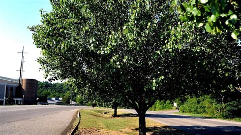 Bradford Pear Tree Trimming Tree Choices