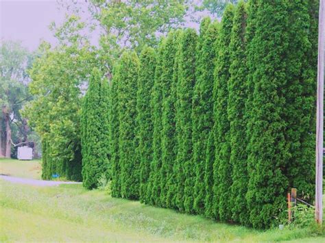 Privacy Trees Arborvitae Providing Some Real Dense And Tall Privacy
