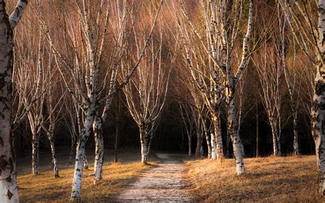 Wallpaper Sunlight Landscape Forest Nature Winter Wood Branch