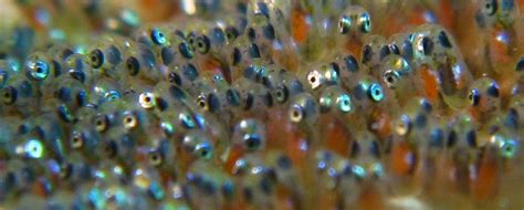 Apa perbedaan antara larva dan benih ikan ? - Diskusi Perikanan