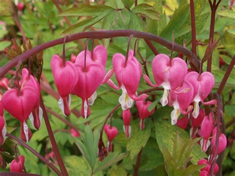 See what other travellers have asked before staying at castle bromwich hall; Ragged Robin's Nature Notes: Spring flowers at Castle ...