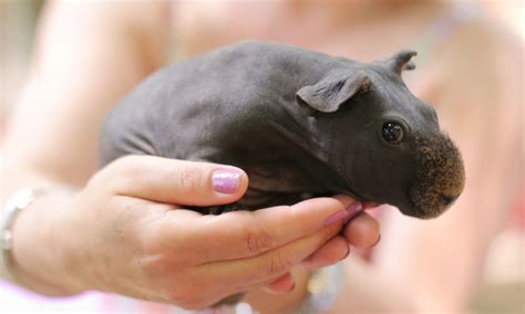 Skinny Pig Care The Best Source For Taking Care Of Your Hairless