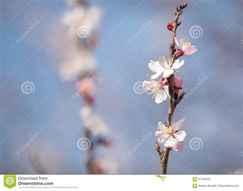 Beautiful Flowers On Apricot Tree In Spring Stock Photo Image Of