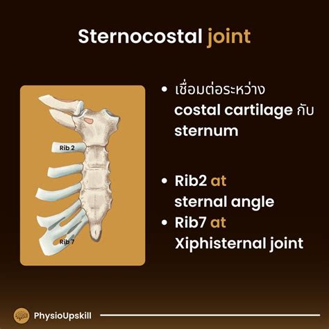 Interchondral Joint