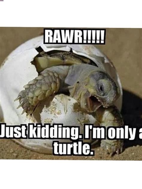 Haha Funny Turtle Ps If You Cant Read It It Says Rawrrrr Just