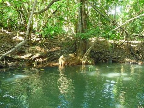 The indian river flows directly through the heart of downtown indian river connecting burt lake and mullett lake and allowing tie up access to restaurants and bars shared between the paddlers and motors as well local accommodations and marinas including boat rentals along the way. Indian River (Dominica) - Aktuelle 2020 - Lohnt es sich ...