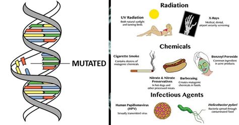 Mutation Causes Mechanisms Agents And Significance