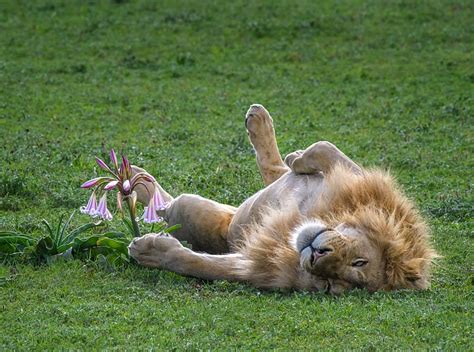 Hd Wallpaper A Male Lion Sleeping On Its Back Animals Wild View