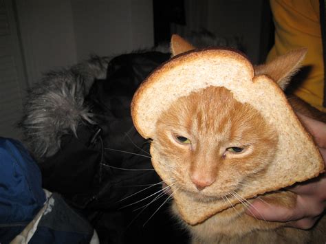 Image 244852 Cat Breading Know Your Meme